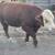 Miniature herefords bull calf and heifer calf 8 thumbnail