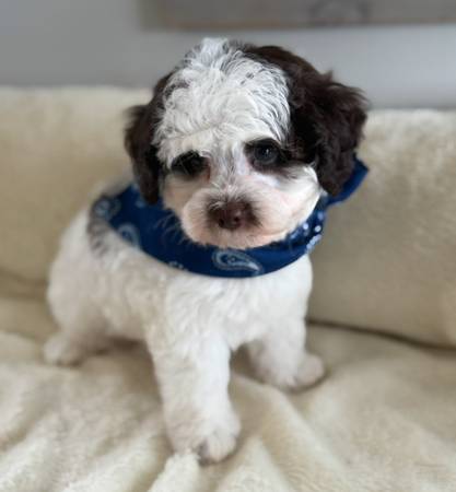 Toy Sheepadoodle 1