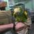 Yellow Headed Amazon 2 thumbnail