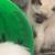 Siamese kittens 2 thumbnail