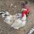 YOUNG ROOSTERS (some are NakedNeck) 1 thumbnail