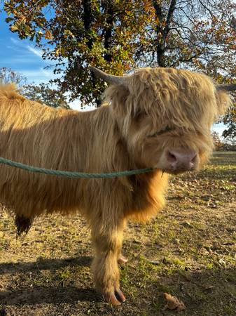 Scottish Highland Bull 1