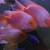 Lots and lots of cichlids! 13 thumbnail
