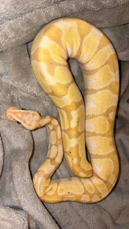REHOGAR REPTILES63372789984387122