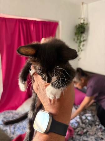 Free kittens 1