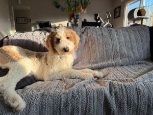 🐾✨ AVAILABLE ✨🐾 Stunning F1B Intact Labradoodle, 8 months old 1