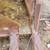 EXCAVATOR ROCK BUCKET - GP 80” Off of a 600 Series Machine 100,000l 9 thumbnail