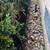 Landscaping, tree cutting service, bush & tree trimming 22 thumbnail