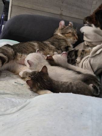 American curly ear cat 1