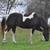 Gorgeous APHA Mare - Potential Broodmare 6 thumbnail