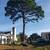 TREE REMOVAL TREE TRIMMING TREE SERVICE STUMP GRINDINGS LANDSCAPE 4 thumbnail