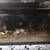 Leopard geckos 3 thumbnail