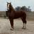 Belgian studs 2 thumbnail