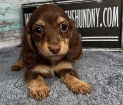 dachshund ready for his new home (903-219-93zero0)63696801520387121