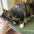 Cats that need more love 14 thumbnail