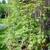 Potted Japanese Maple Trees 2 thumbnail