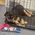 Lab rott puppies looking for new homes 7 thumbnail