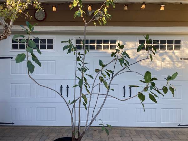 Rubber plant "ficus elastica" 1