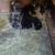 Pet dog 1 thumbnail