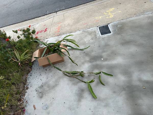 Dragon Fruit Plant Cutting 1