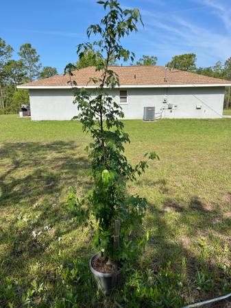 $225 / 4br - 1815ft2 - HOUSEKEEPER/HOUSECLEANING/SOME YARD WORK/LIVE IN (SW AREA/DUNNELLON OFF OF 484/SW 128 AVE)63768035852035122