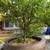 kumquat Tree For Sale - Can Ban Cay Tac Tron Goc To 8 thumbnail