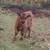100% Highland Bull Calf 5 thumbnail