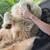 Removing great Pyrenees 2 year old female 1 thumbnail