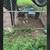 Australian Shepard 2 thumbnail