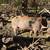 pigs 5 thumbnail