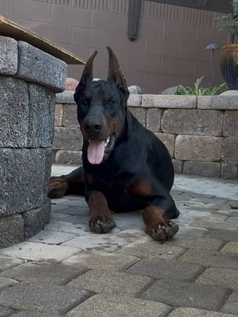 European Doberman 1