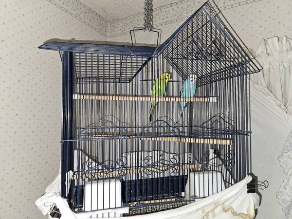 Young pair of parakeets with cage looking for a great home.    $50 1