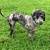 Sheepadoodle 1 thumbnail
