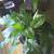Peace Lily house plant 1 thumbnail