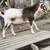 DAWRF GOATS FOR SALE 4 thumbnail