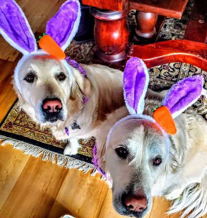 Dog/Cat Boarding - Pet Care - House Sitting etc... 1