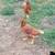 Laying hens 1 thumbnail