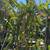 Mature flowering and fruiting dragon fruit plants many available 8 thumbnail