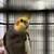 Cockatiels 1 thumbnail