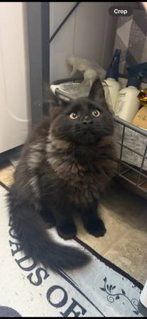 Mainecoon Beauties (Belton)63839343216515120