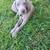 Weimaraner 6 thumbnail
