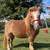 Bred mini mare- Christmas pony 19 thumbnail