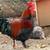 Black Copper Marans Hatching Eggs 3 thumbnail