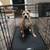Large Dog Crate For Sale 3 thumbnail
