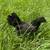 Kikiriki pullets 3 thumbnail