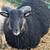 Icelandic sheep 5 thumbnail