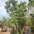 Tropical Fruit Trees And Exotic Plants. This weekend only 50% discount 20 thumbnail