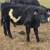 Luna!! 1 year old "uniquely marked" galloway belted heifer 1 thumbnail