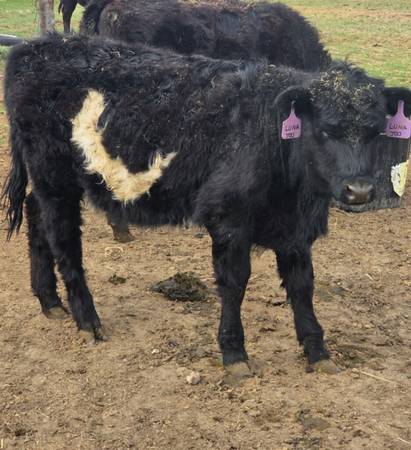 Luna!! 1 year old "uniquely marked" galloway belted heifer 1