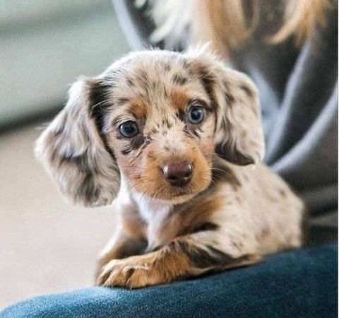 Lovingdachshund puppy 1